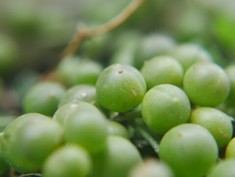 Closeup shot of green Uncinula necator in blurred background