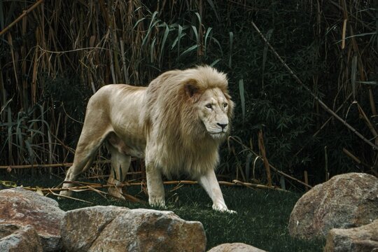 Transvaal lion standing near huge rocks in the wilderness