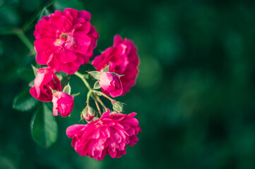 piękne pnące kwitnące róże na drewnianym płocie w ogrodzie © Henryk Niestrój