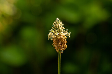 kwiat babki wąskolistnej w zbliżeniu na jednolitym tle