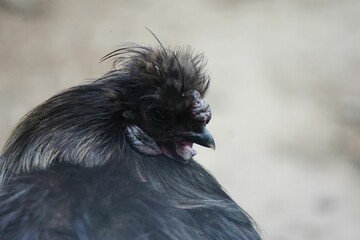 Closeup shot of a black silkie chicken on blurred background