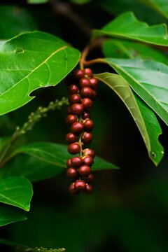 Vertical closeup of Antidesma bunius, wild cherry with green leaves. Selected focus.