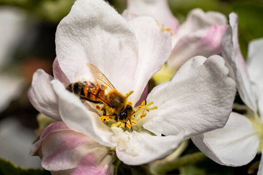 A bee pollinates an apple tree flower on a spring sunny day outdoors in the garden. Flowering branch of an apple tree with white flowers in an orchard. Honey bee collecting pollen close up.