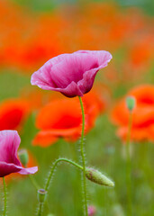 Naklejka premium Beautiful wild purple and red poppies. Background. Nature.