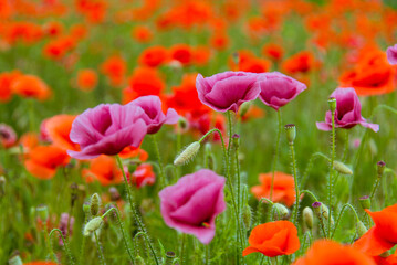 Beautiful wild purple and red poppies. Background. Nature.
