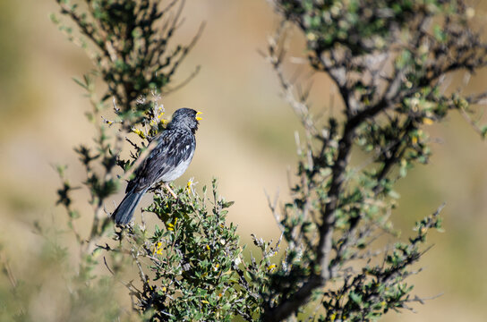  fringilo de pecho negro, Rhopospina fruticeti, fringilo negro - yal pechinegro en Ca&ntilde;&oacute;n del Colca, Per&uacute;, Andes