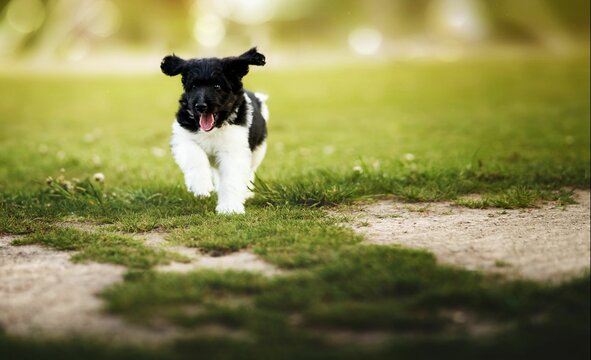 Cute dog running in the park