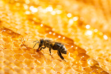 A bee eating sweet golden honey sitting on a frame with honeycombs. Wax cells of the honeycombs are...