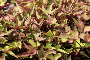 Ipomoea Hybrida plants in the garden