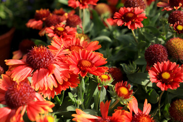 Gaillardia Pulchella flowers in the garden