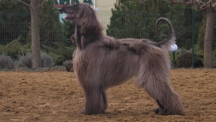Graceful grey Afghan Hound. Greyhound breed.
