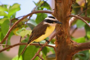 Bem-te-vi