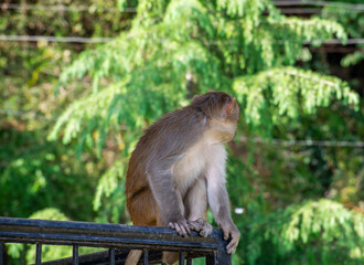 A monkey sitting on iron fence and looking backward