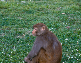 A monkey sitting on a grassy ground looking another side