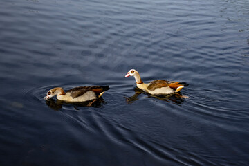 Fototapeta premium two ducks on the lake