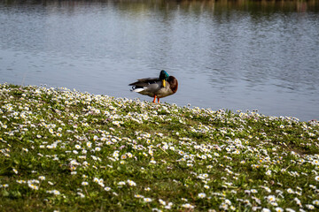 duck in the citypark