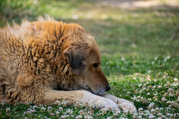 A furred street dog sleeping on the grass full of flowers