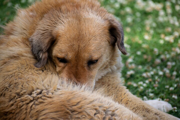 A portrait of a brown fluffy dog looking another side