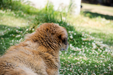 A portrait of a brown fluffy dog looking another side