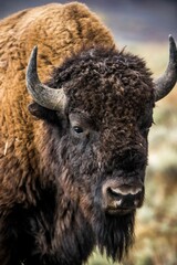 Vertical portrait of a bison with horns against a blurry background © Drew Lederer Imagery/Wirestock Creators