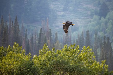 Scenic view of an American Bald Eagle flying over a pine forest in Utah