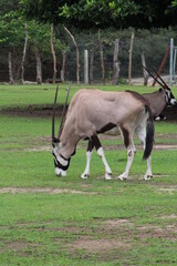 Oryx in captivity 