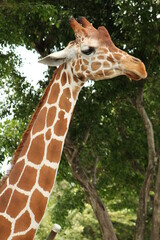 Close-up on the head of a giraffe