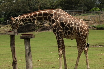 Captive giraffe eating from a plate