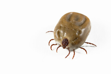 Close-up Tick insect isolated on white background. Parasitic mite. Acarus. Insect whose bite causes Lyme disease.