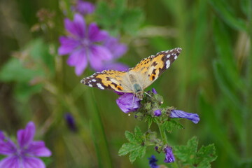 thistle butterfly on a purple flower of the night violet