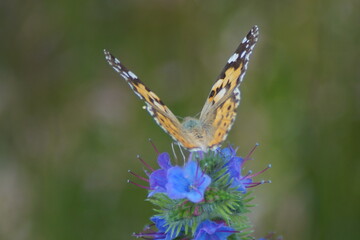 Thistle butterfly Vanessa cardui, Syn.: Cynthia cardui on blue flower