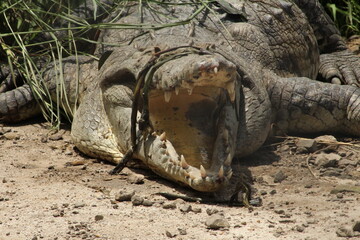 American cocodrile (Crocodylus acutus) basking with its mouth open