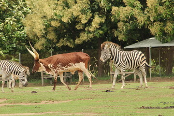 Ankole-Watusi bull and zebra in captivity