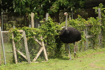Ostrich in captivity