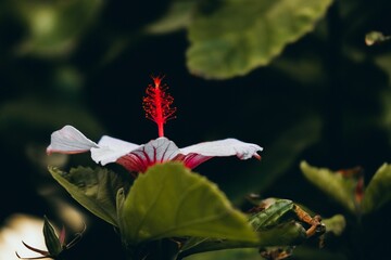 Selective focus shot of white hibiscus with red pistil