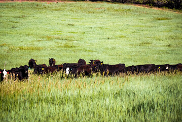 Black Cows grazing in the country pasture