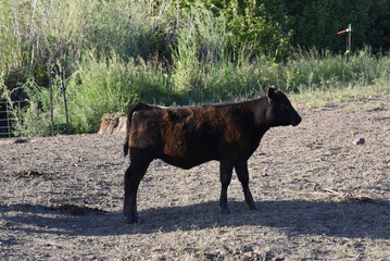 black Angus calf at sunset in the pasture