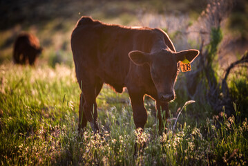 black Angus calf at sunset in the pasture