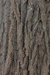 
A close-up of the interesting texture of a tree trunk