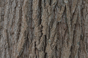 A close-up of the interesting texture of a tree trunk