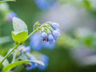 Beautiful blue flowers of Symphytum caucasicum, also known as Caucasian comfrey, blooming in spring park