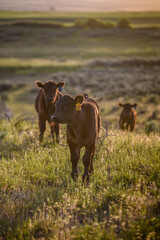 black Angus calf at sunset in the pasture © Tedi S Photography