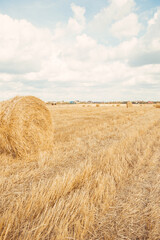 Fototapeta premium A stack of hay. Bright ripe grain field. Yellow wheat against the blue sky. Harvesting period banner. Close up of ear of wheat, rye, barley, millet. Agriculture concept. Rich harvest background