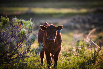 black Angus calf at sunset in the pasture
