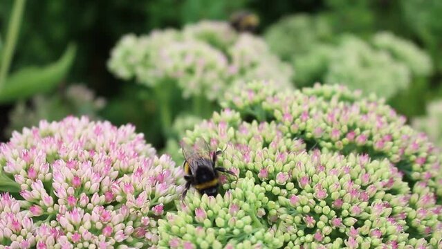 A selective focus of a bumblebee on the sedum brilliant pink flower