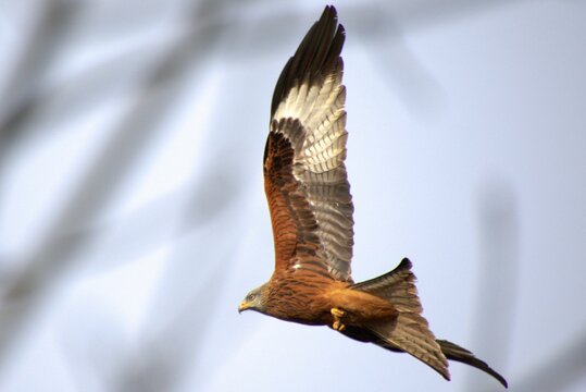 Closeup shot of a sharp-shinned hawk on the blurry background
