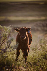 black Angus calf at sunset in the pasture © Tedi S Photography