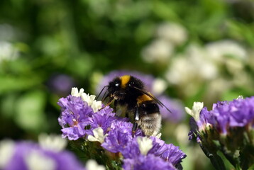 Hummel auf einer Strand-Grasnelke