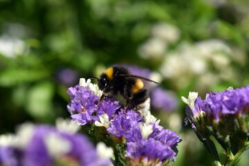 Hummel auf einer Strand-Grasnelke