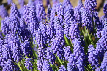 Purple flowering muscari, spring